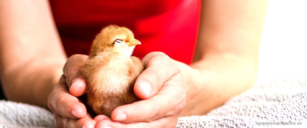 ¿Cuánto tiempo dura un huevo de gallina en una incubadora?