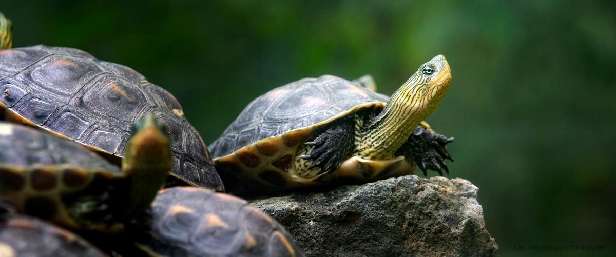 ¿Cuánto tiempo puede vivir una tortuga terrestre?