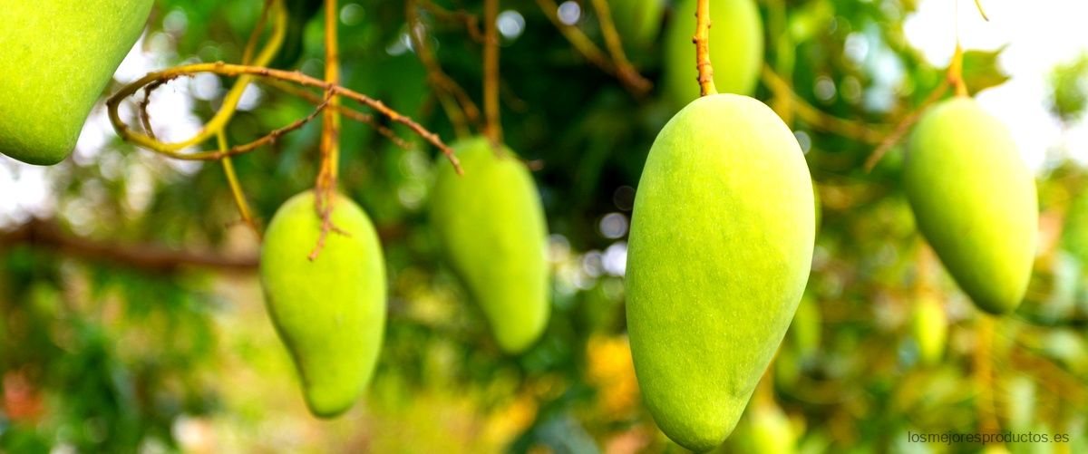 ¿Cuánto tiempo se deben tomar las hojas de mango?