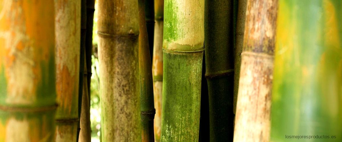 ¿Cuánto tiempo tarda en crecer el bambú?