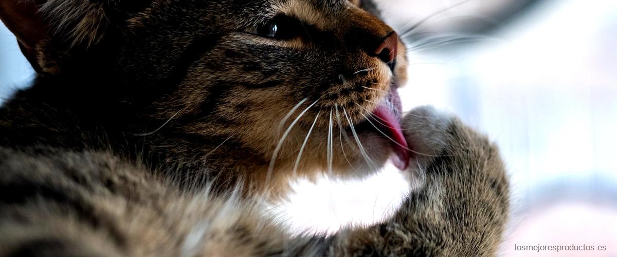 ¿Cuántos churros puede comer un gato al día?
