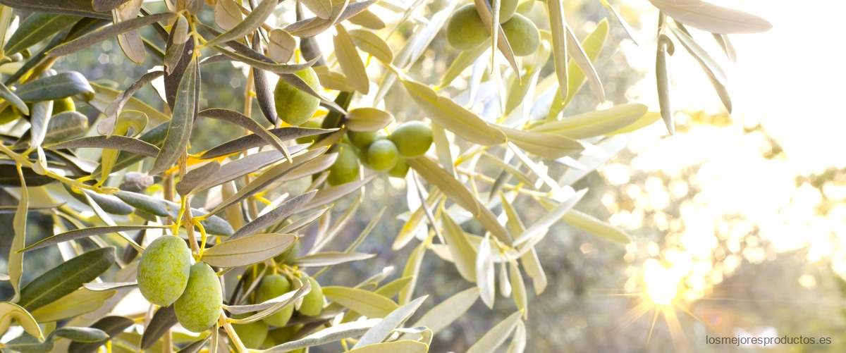 ¿Cuántos kilos de abono hay que echar a un olivo?