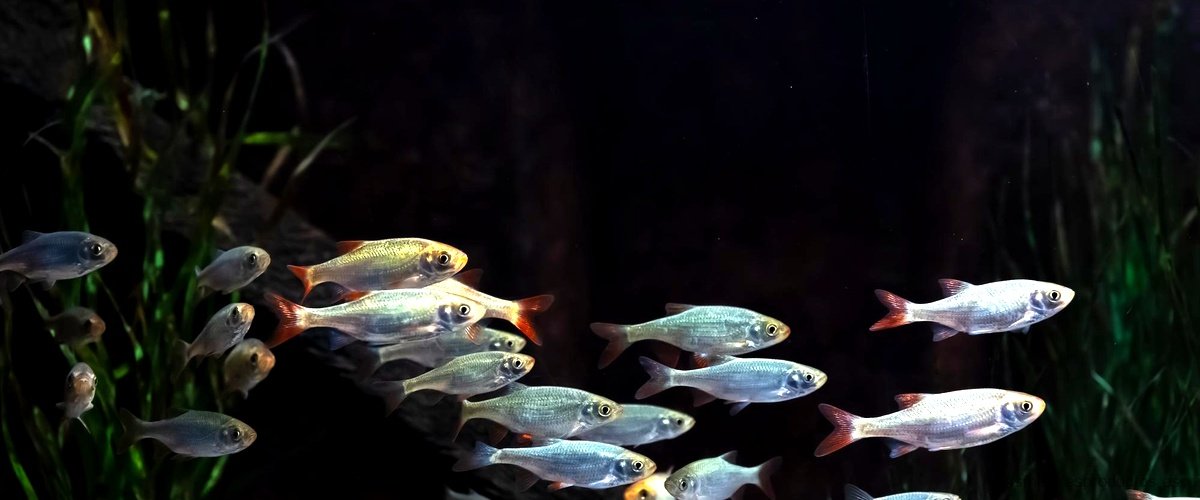 ¿Cuántos peces se pueden poner en un acuario de 100 litros?