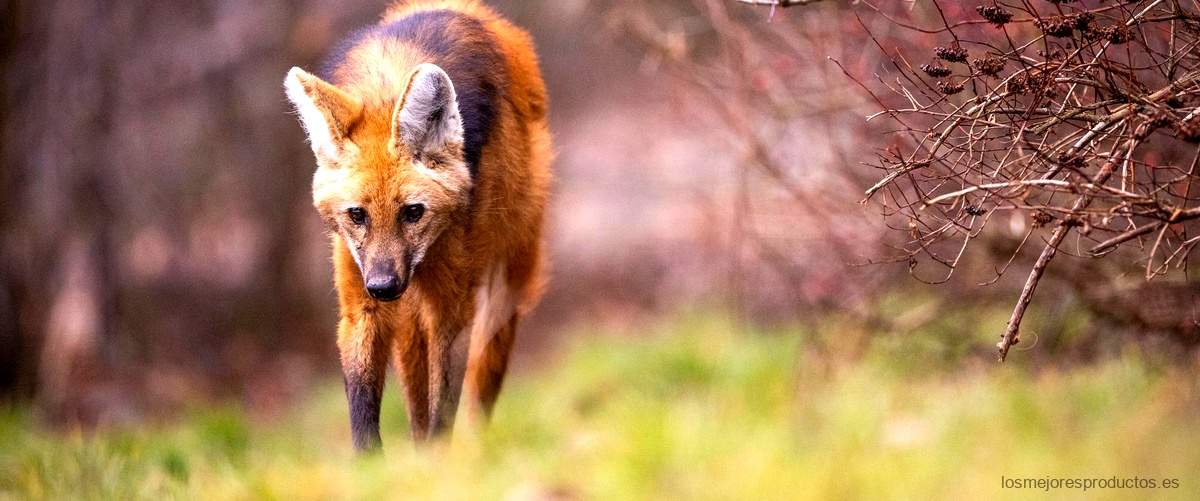 Descubre el emocionante duelo de zorros en Fox Fight