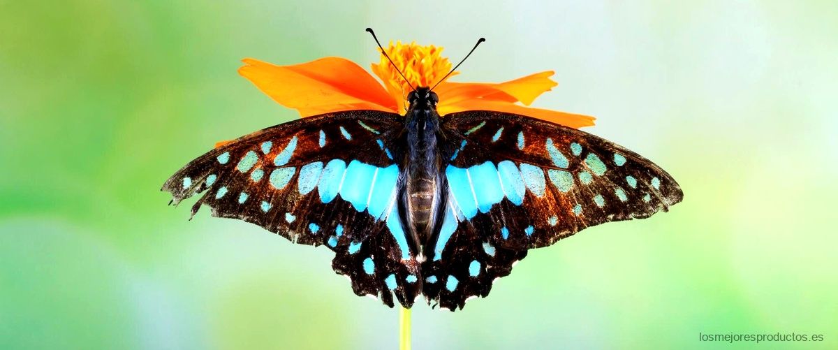 Descubre el poder de la mariposa vibratoria en la seducción