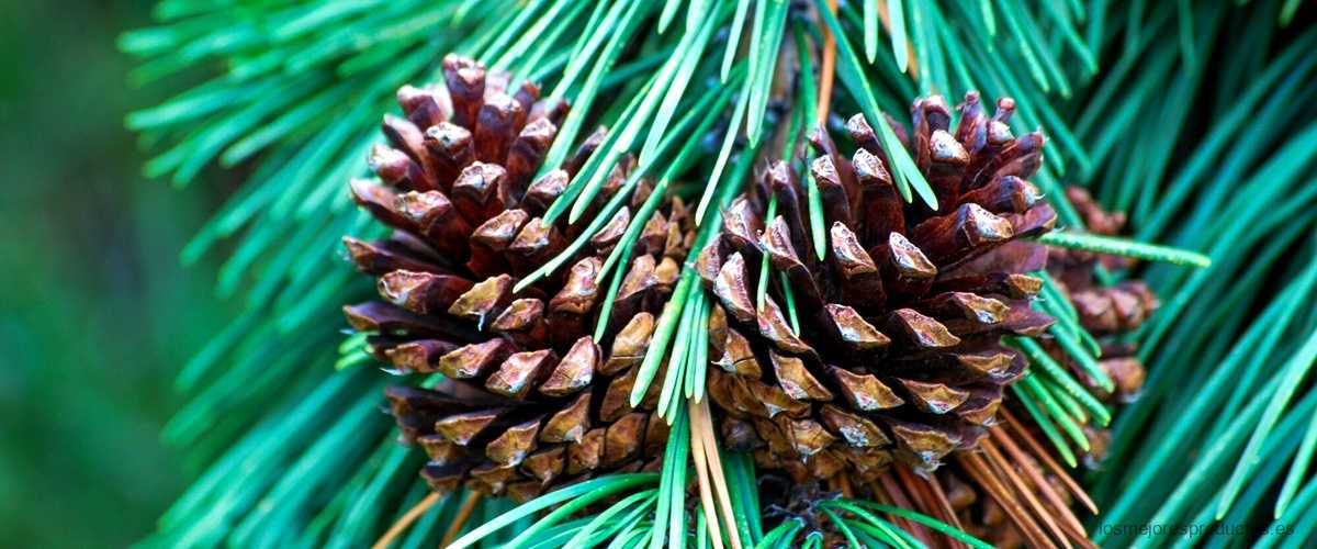Descubre el poder del limpiador multiusos con aroma a pino: ¡Un toque fresco y natural!