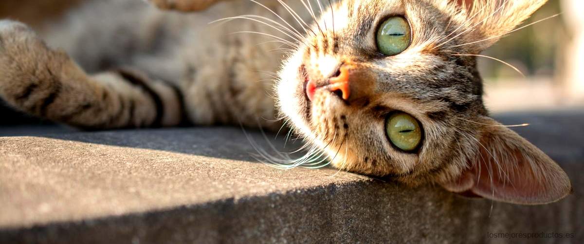 Descubre el rascador de gatos en Carrefour: comparativa con Lidl