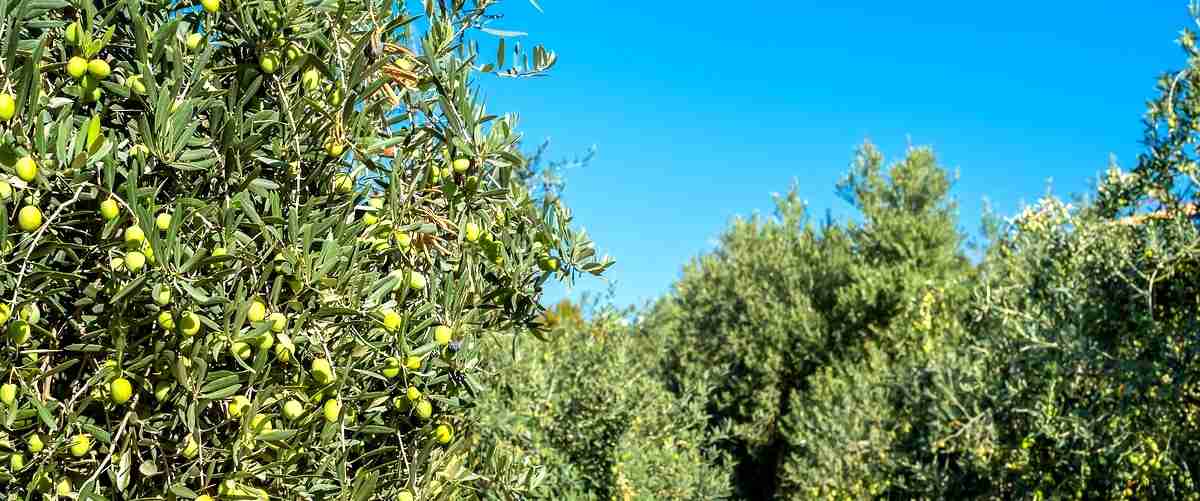 Descubre la elegancia del bonsái de olivo en el Corte Inglés
