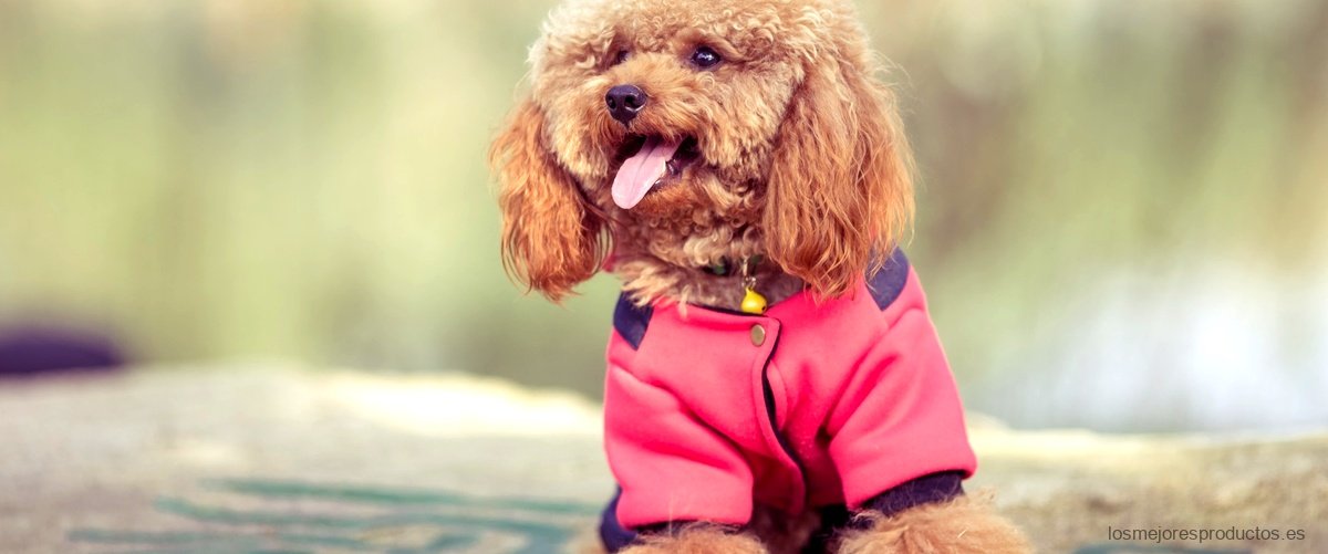 Descubre la moda perroflauta: prendas únicas y llenas de personalidad