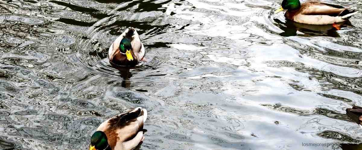 Descubre las aletas perfectas para tu pato Decathlon