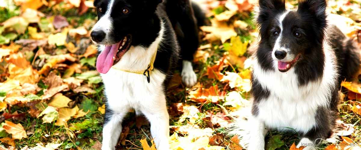 Descubre las razas de perros más monas del mundo