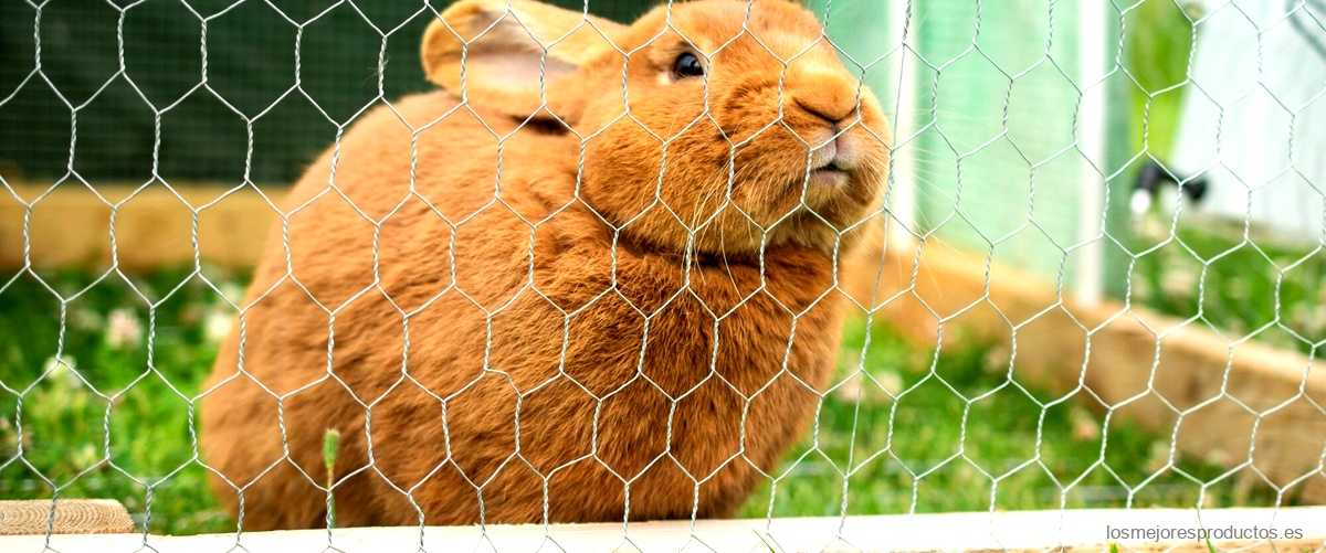 Descubre las ventajas del porta conejos Decathlon