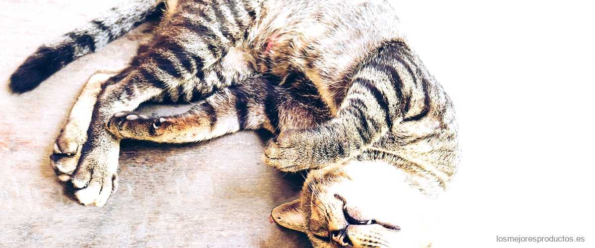 Descubre por qué Brekkies gatos 20 kg es el pienso favorito de los felinos