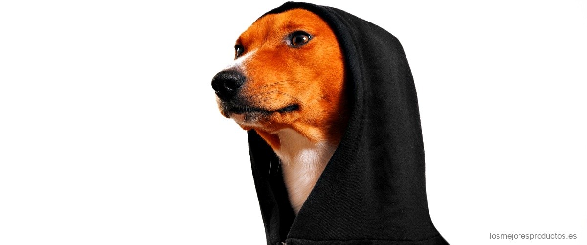 Disfraz perro Halloween Lidl: el toque especial para tu mascota en esta fiesta