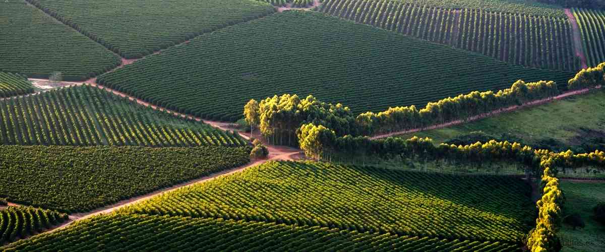 Disfruta del Rioja Platino Antaño: un vino excepcional