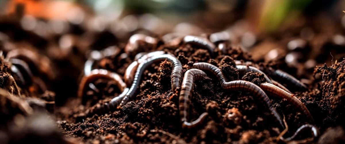 Ecogel hormigas: una solución efectiva y ecológica para acabar con las plagas.