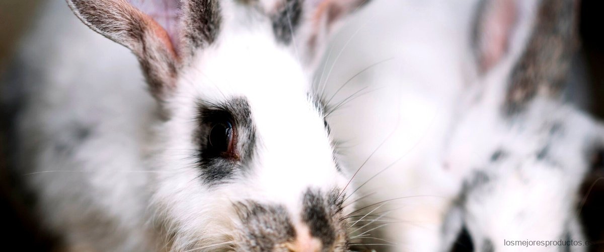 El chaleco de caza conejo: la opción ideal para llevar a tu mascota de caza