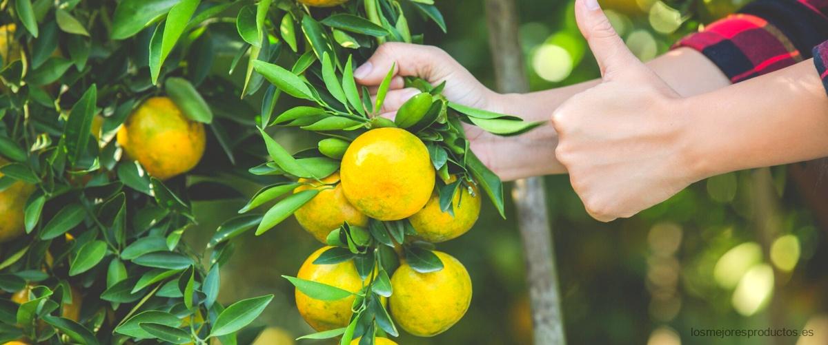 El limonero enano de Aldi: una alternativa compacta para tu hogar