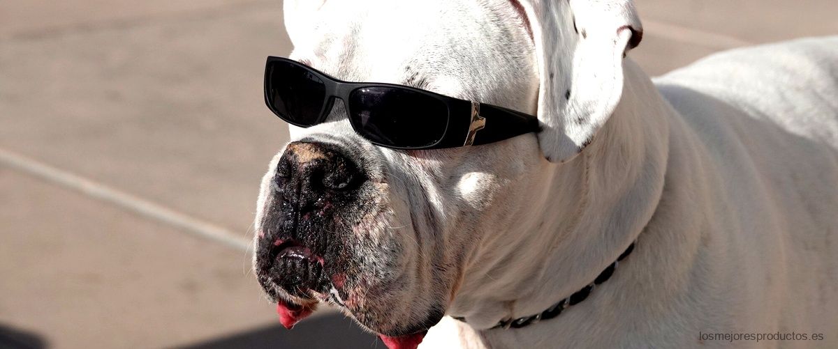 El mejor amigo de tu música: el altavoz perro bulldog