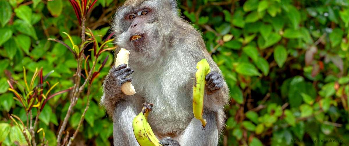 El mico Corio Amazon: características y hábitat
