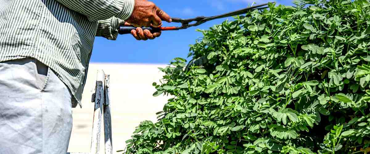 Elimina los insectos de tu hogar con la bomba insecticida Carrefour