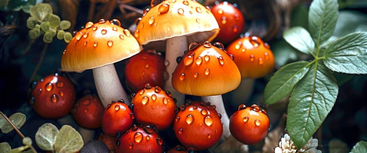 Encuentra Fungalor en Amazon y dile adiós a los hongos para siempre