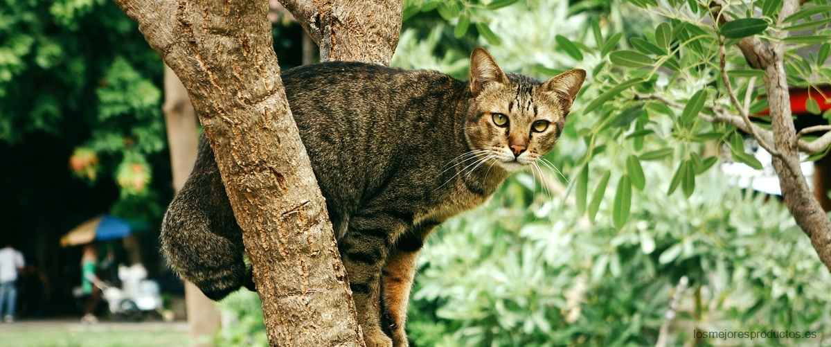 Encuentra la mejor comida para gatos en Amazon con Amanova