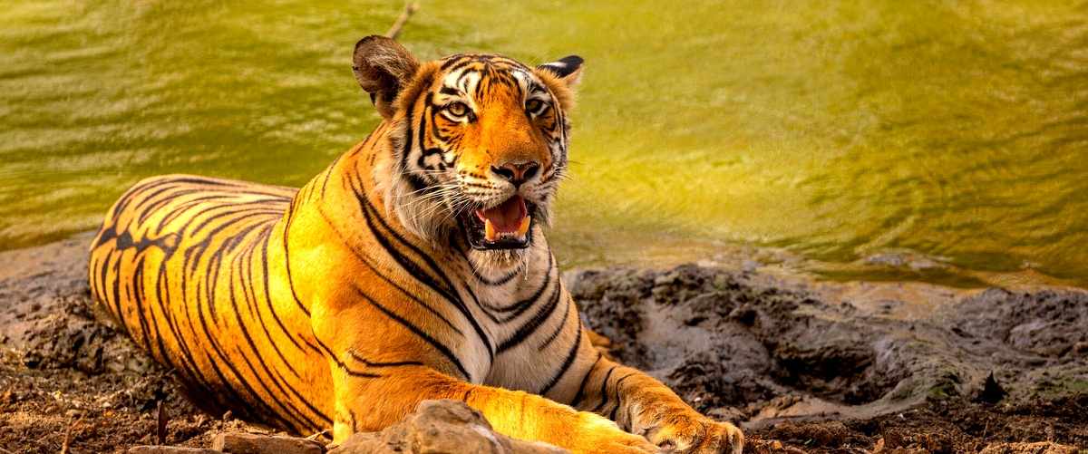 Encuentra tu tienda Tiger más cercana y sumérgete en un mundo naturalmente fascinante