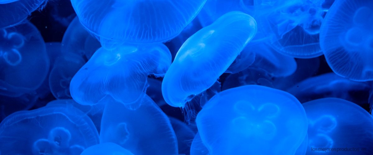 Explora el mundo submarino con la cámara fotos acuática Imaginarium