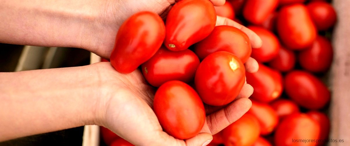 Exprimidor de tomate: obtén el máximo jugo de tus tomates de forma rápida y sencilla