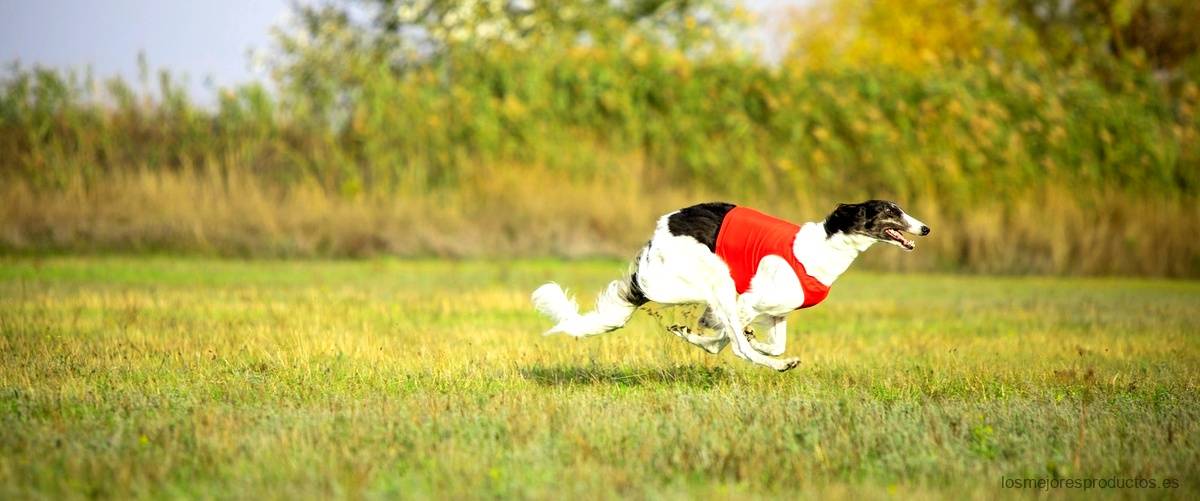 Frisbee profesional: diversión canina garantizada