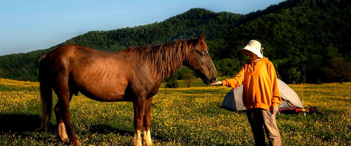 Gonzalo Giner the Horse Healer Un viaje inolvidable Los mejores