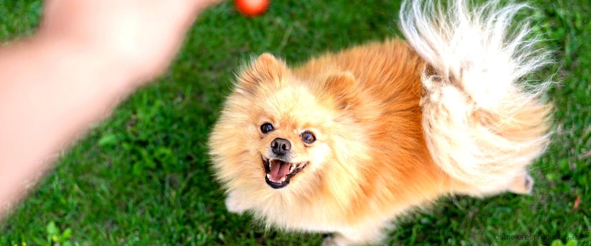 Gosbi Puppy Mini en Amazon: encuentra el mejor precio y calidad para tu cachorro