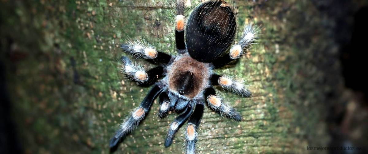 Guante Spiderman lanza telarañas Toys R Us La diversión a otro nivel