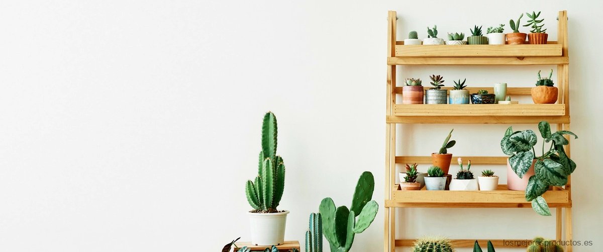Kentia Ikea: La planta ideal para decorar tu espacio interior