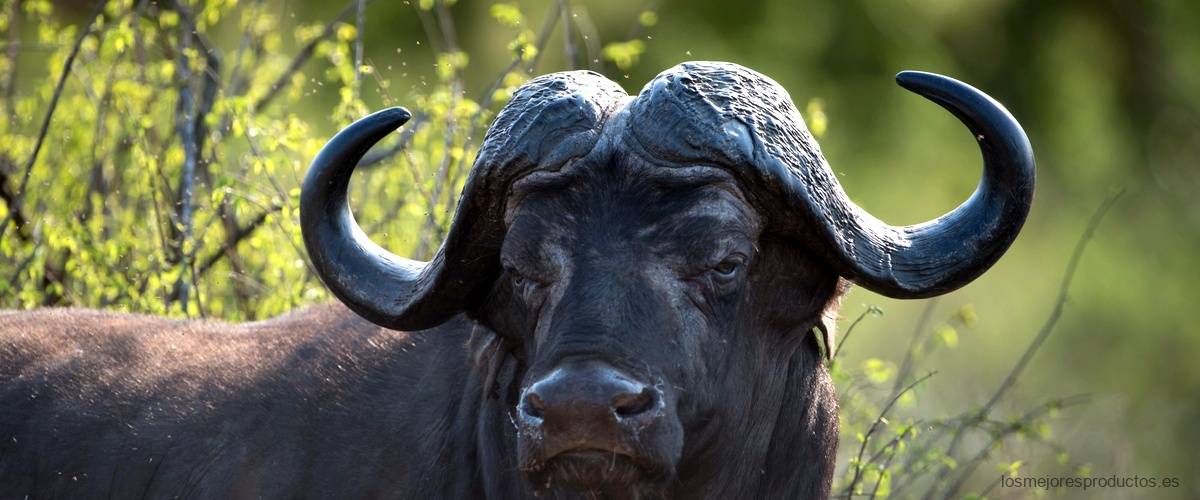 La autenticidad de las Buffalo: cada detalle importa
