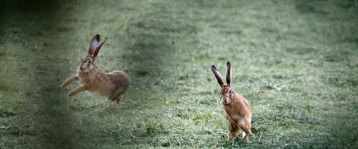 La importancia de un parque para conejos en su bienestar