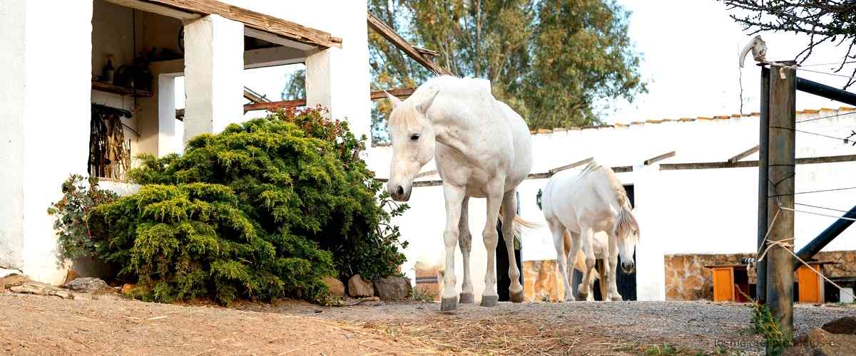 La Malcriada: Un vino blanco dulce que te sorprenderá