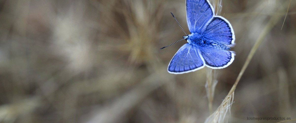 Las antenas de las mariposas: una maravilla de la naturaleza