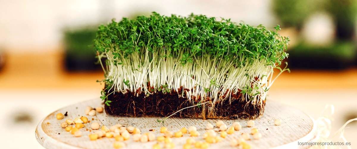 Las semillas de musgo: un recurso natural para la restauración de áreas verdes