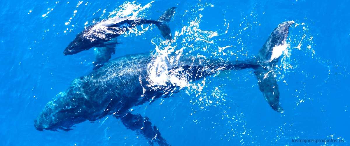 Limpiafondos Dolphin Seamaster Plus: la combinación perfecta entre calidad y rendimiento