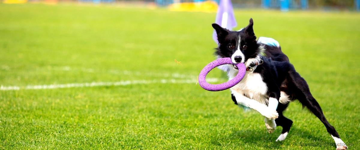 Obstáculos agility venta: diversión garantizada para tu perro
