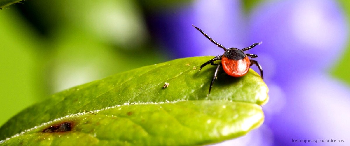 Mariquita aspiradora: el aliado natural contra las plagas de insectos
