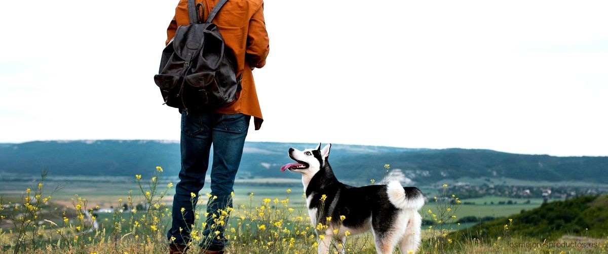 Mochila porta perros: la solución perfecta para tus paseos diarios