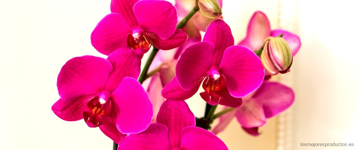 Orquídeas artificiales: la opción perfecta para decorar tu hogar