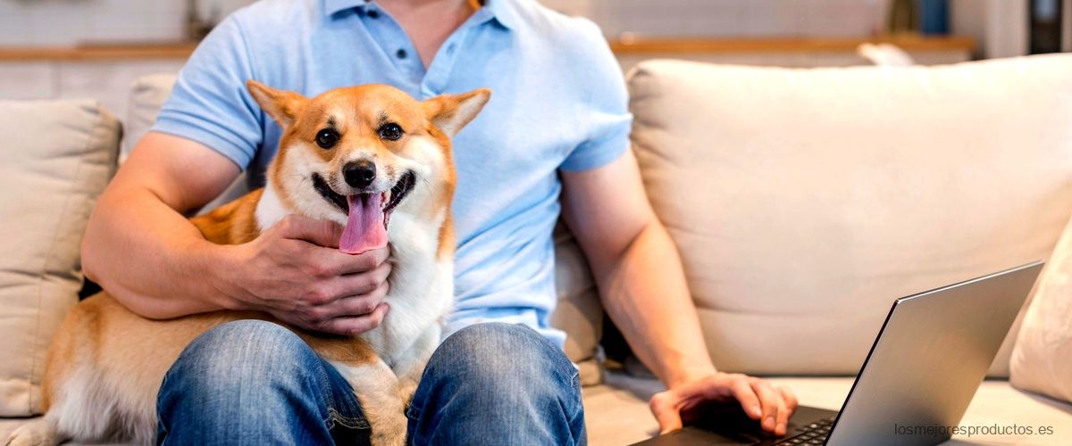 Outech perros: La tecnología al servicio de tus mascotas