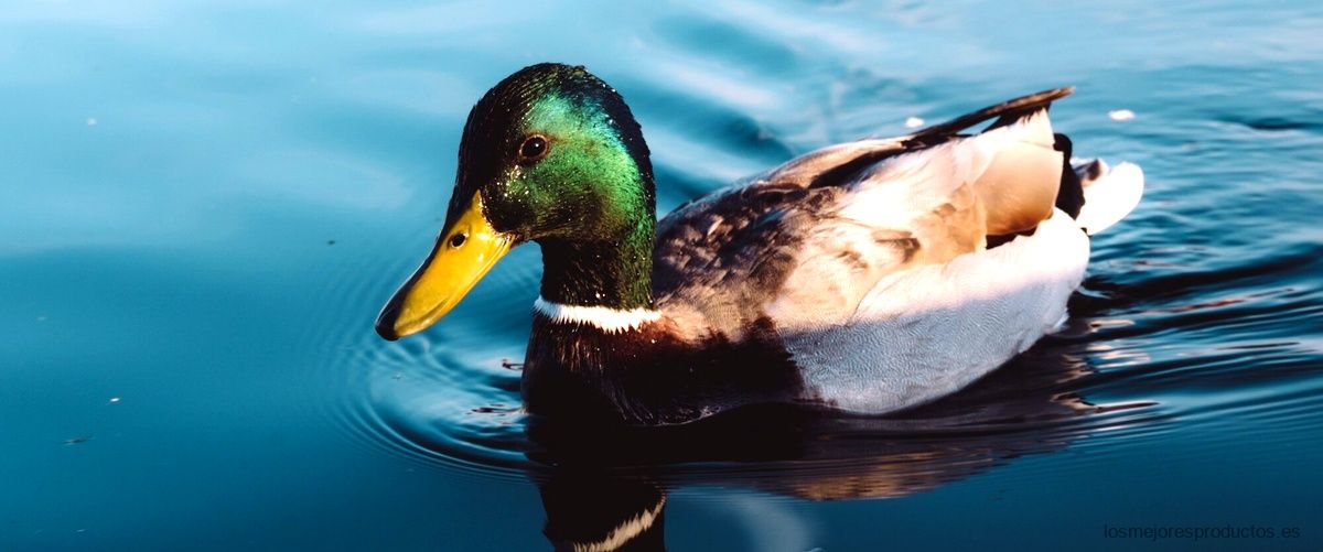 Plumíferos Save the Duck: la combinación perfecta de estilo y sostenibilidad