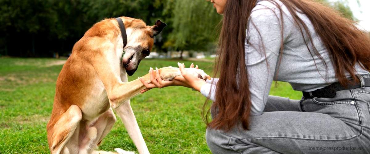 Pregunta: ¿Cuánto dura el efecto de la pastilla Bravecto en los perros?