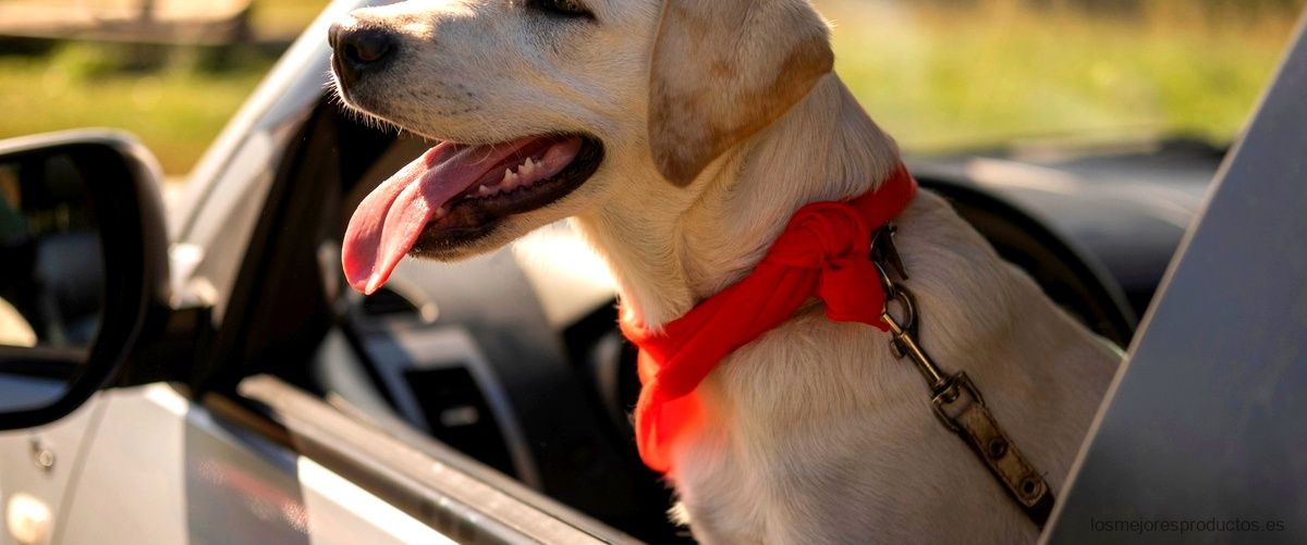 Protege a tu perro en el coche con un separador homologado