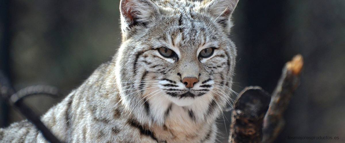 Puma Lazo Blanco: Un toque de sofisticación para tus outfits diarios